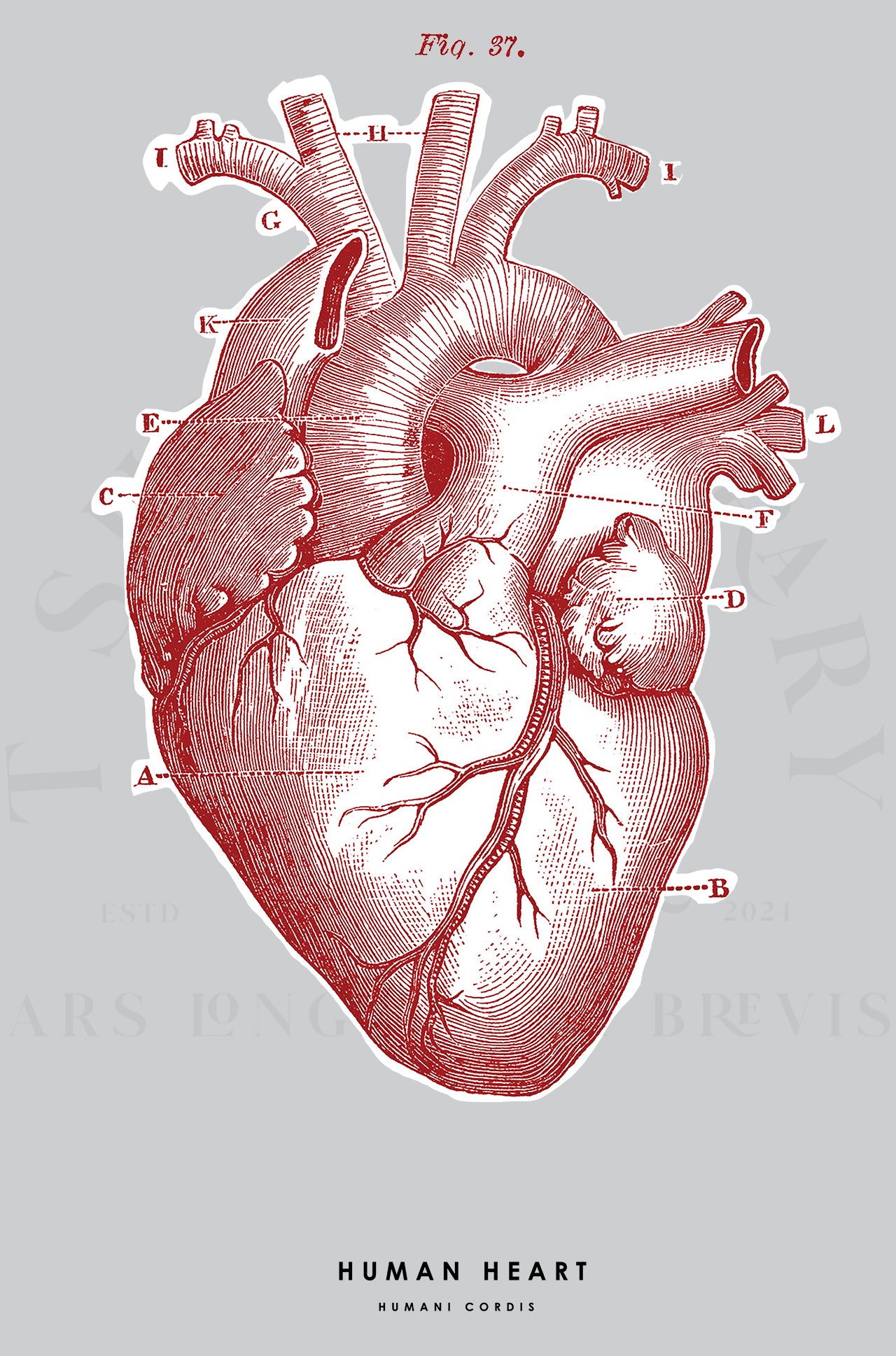 HUMAN HEART