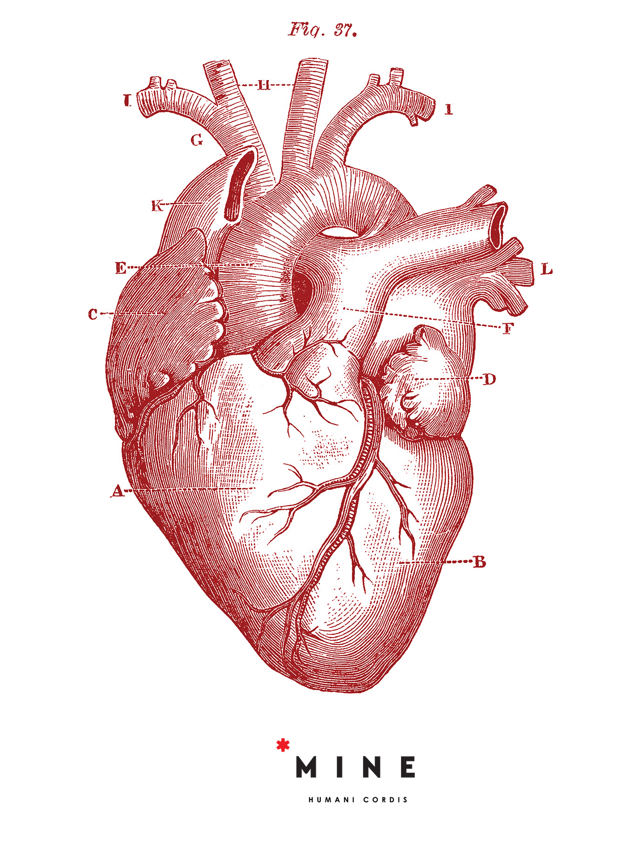 HUMAN HEART