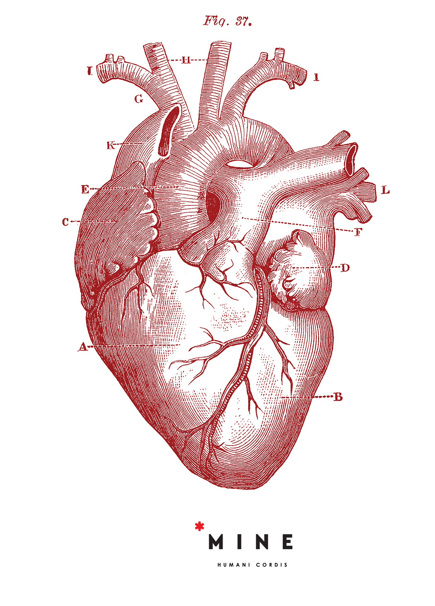 HUMAN HEART