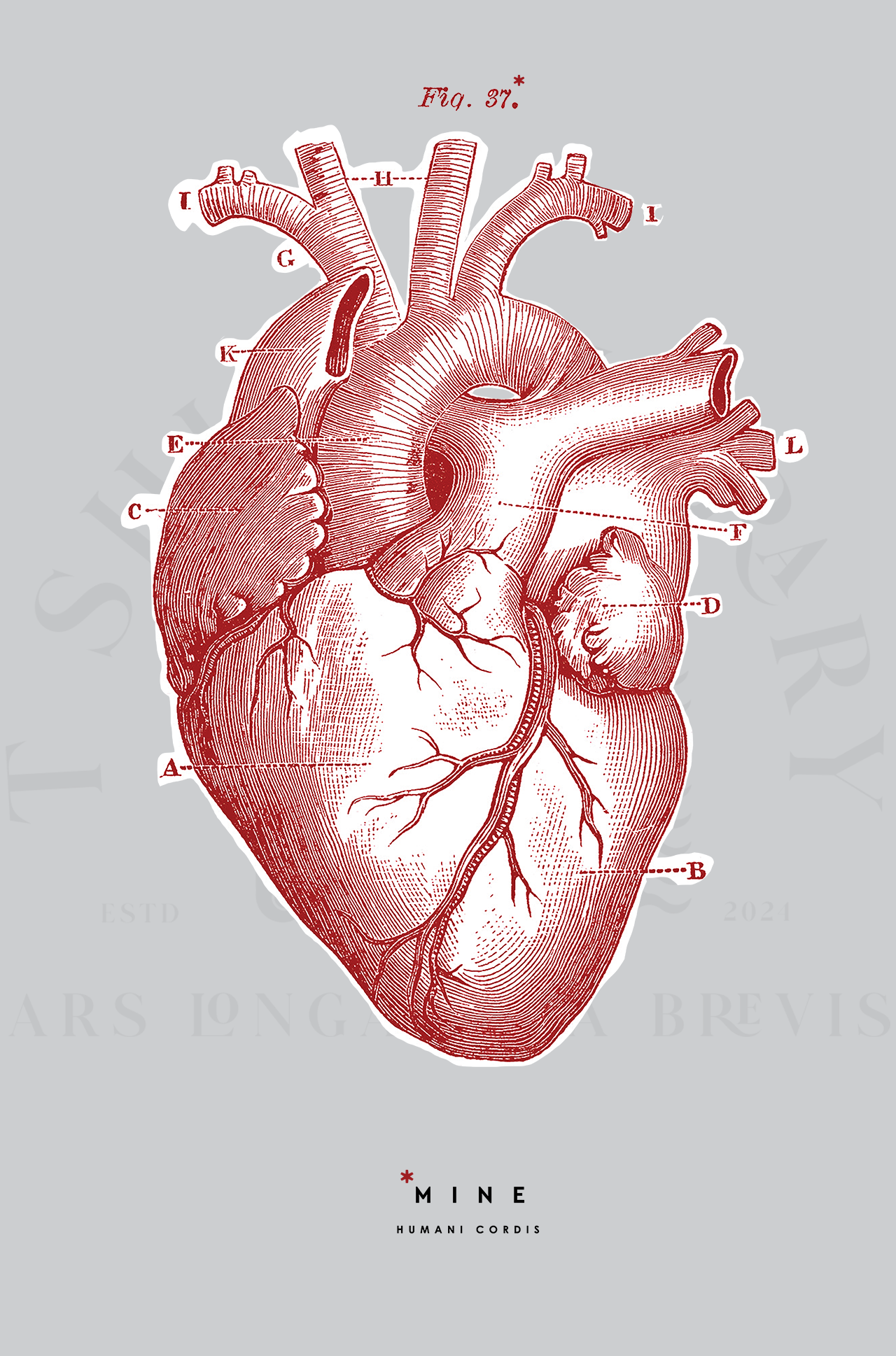 HUMAN HEART
